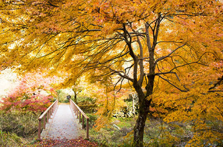 2014-11-kouyou-free-photo1-thumbnail